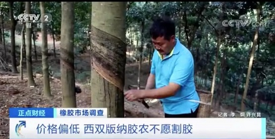 價格偏低 西雙版納膠農不愿割膠 價格偏低 西雙版納膠農不愿割膠