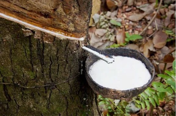 天然橡膠主產地產量下滑橡膠產能受限 天然橡膠主產地產量下滑橡膠產能受限
