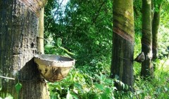 2022年IRSG提出新的全球橡膠發展規劃 2022年IRSG提出新的全球橡膠發展規劃