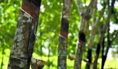 天然橡膠價格將上漲？3月天然橡膠能否擺脫頹勢？