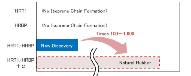 住友表示,下一步將是找到導致異戊二烯鏈延長的重要成分 (αα),這將使在實驗室中人工生物合成天然膠成為可能 住友表示,下一步將是找到導致異戊二烯鏈延長的重要成分 (αα),這將使在實驗室中人工生物合成天然膠成為可能