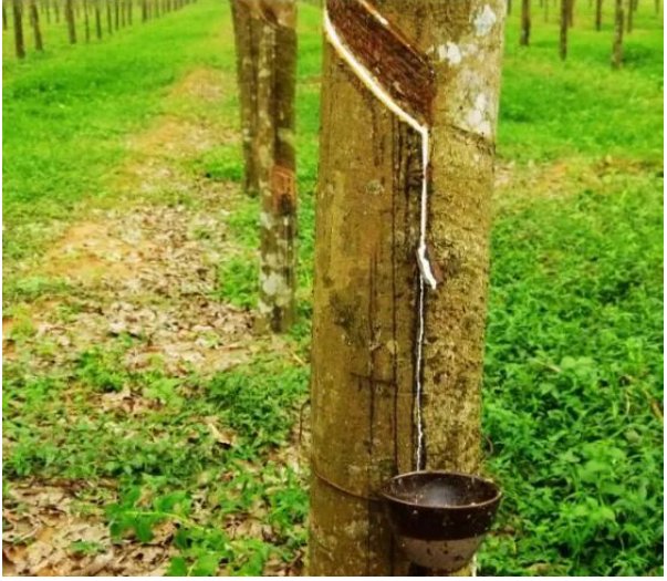 海南橡膠各基地分公司迎戰開割季 海南橡膠各基地分公司迎戰開割季