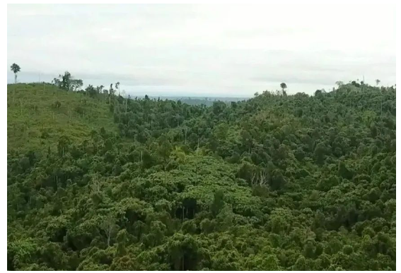 在米其林及其印尼合作伙伴參與之前,這片土地和森林遭受了嚴重的破壞和亂砍亂伐。 在米其林及其印尼合作伙伴參與之前,這片土地和森林遭受了嚴重的破壞和亂砍亂伐。