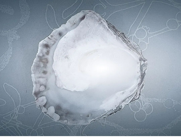 牡蠣殼制成的生物基填料代替炭黑? 牡蠣殼制成的生物基填料代替炭黑?