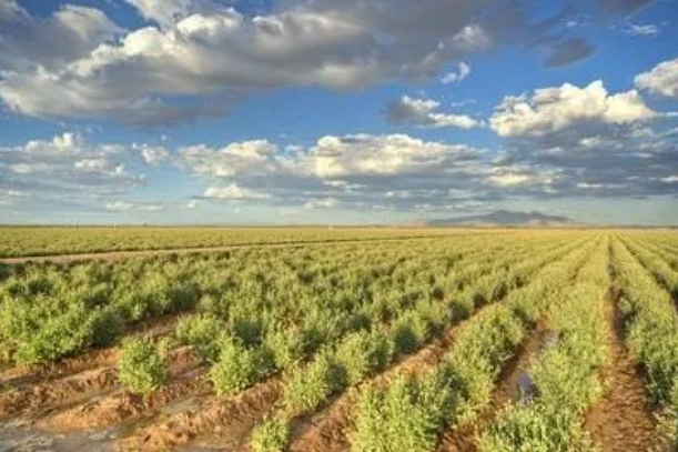 普利司通銀膠菊橡膠將商業化