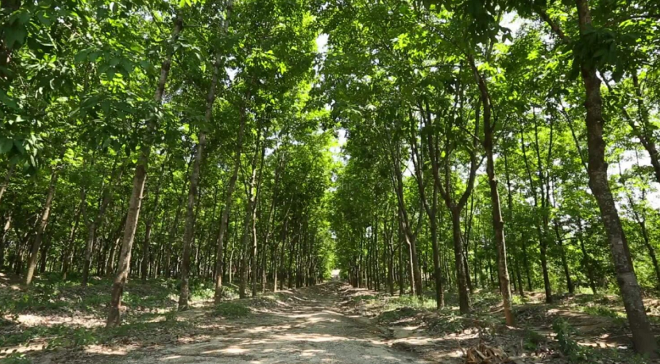 不過,中化國際近年來不斷聚焦以化工新材料為核心的精細化工主業,今年年中,橡膠業務占到中化國際整體營收的18.96%。 不過,中化國際近年來不斷聚焦以化工新材料為核心的精細化工主業,今年年中,橡膠業務占到中化國際整體營收的18.96%。