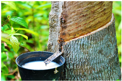云南著力提升天然橡膠全產業鏈發展水平 云南著力提升天然橡膠全產業鏈發展水平