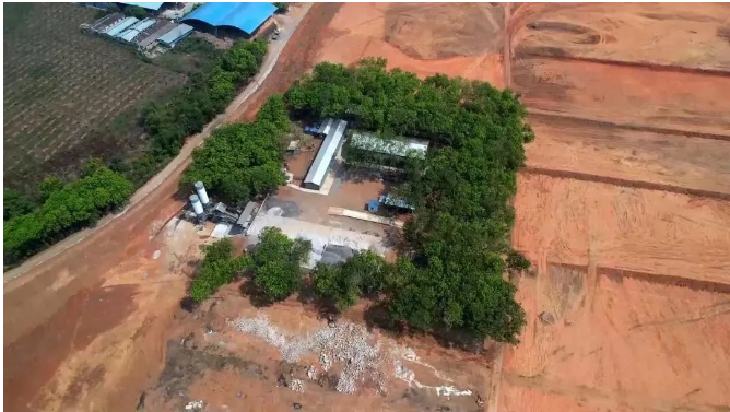 曼列橡膠加速推進橡膠基地項目建設，助力地方經濟增長