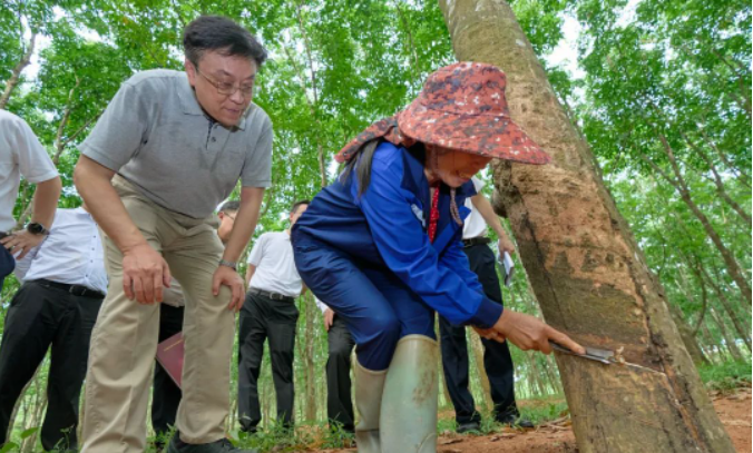 在調(diào)研期間，副省長顧剛也參加了此次活動。整個調(diào)研活動著重探討了海南農(nóng)墾改革和農(nóng)墾高質(zhì)量發(fā)展的問題，為推動海南天然橡膠產(chǎn)業(yè)的發(fā)展提供了重要的指導和決策參考。