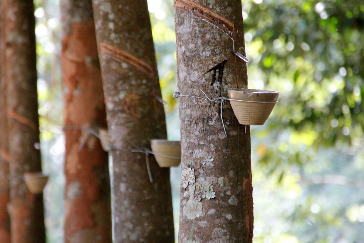 泰國前8個(gè)月天然橡膠、混合膠出口量同比下滑8.5%