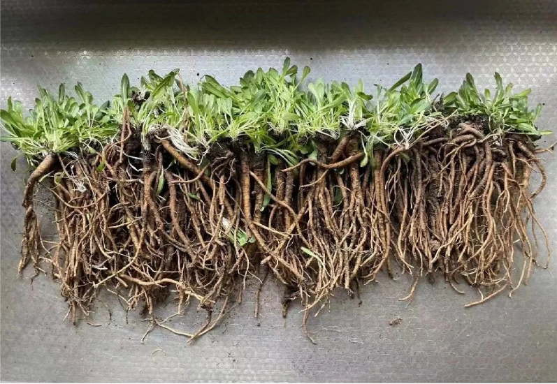 玲瓏著眼未來，搶占研究制高點，早在2012年已成功應用植物油替代石油類增塑劑，大大提升膠料可再生材料比例，同時開啟以蒲公英橡膠為主，兼顧銀膠菊橡膠和我國特有杜仲橡膠的第二天然橡膠的開發計劃。