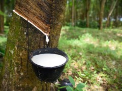 2025泰國橡膠產量逆勢增長2% 種植結構調整顯成效